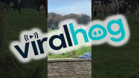 Dog Shows The Cows Who They're Up Against || ViralHog