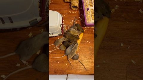 Pet Rats Wrestle Over Baguette || ViralHog