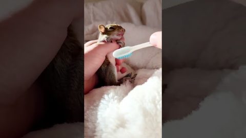 Bath Time for Baby Squirrel || ViralHog