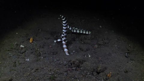 Striped Eels Swim To Make New Eels || ViralHog
