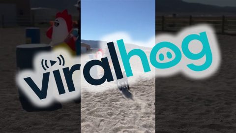 Barrel Racing Chicken || ViralHog