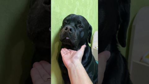 Dog Hides Stolen Candy in Its Mouth || ViralHog