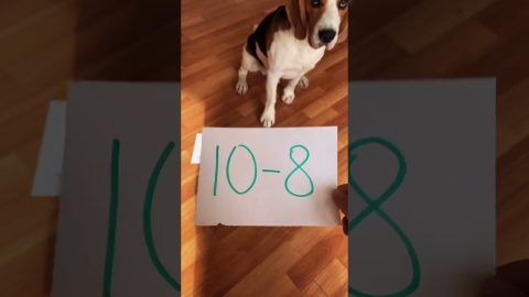 Brainy Beagle Solves Math Problems || ViralHog