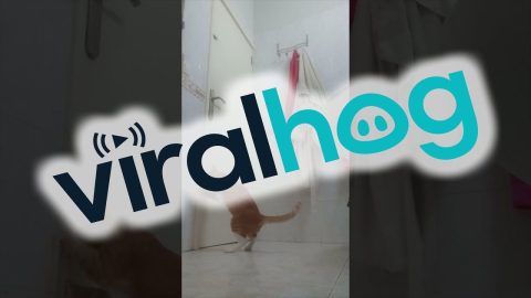 Clever Cat Opens Bathroom Door || ViralHog