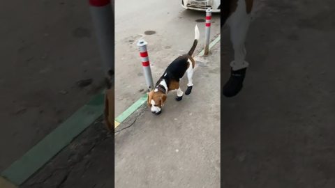 Dog Looks Silly Walking in Shoes || ViralHog