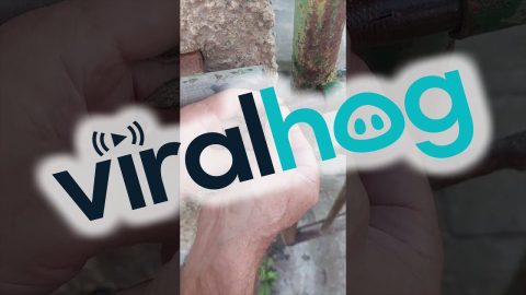 Freeing a Small Lizard Stuck in a Pipe || ViralHog