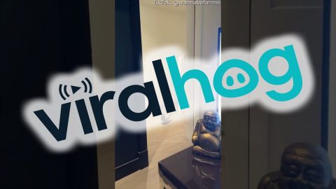 Pigeon Flops Down Staircase || ViralHog