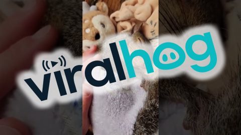 Sweetly Sleeping Squirrel || ViralHog