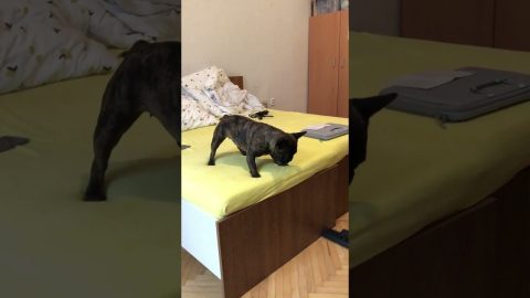 French Bulldog Battles Against the Vacuum || ViralHog