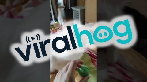 Boreas The Cat Plays Fetch || ViralHog