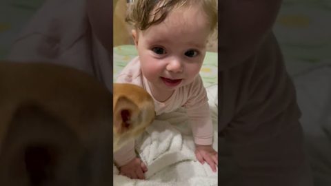Baby and Dog Play Together || ViralHog
