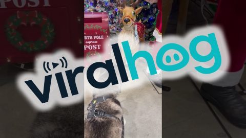 Husky Gets Upset Store Reindeer Won't Play || ViralHog