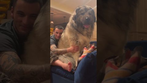 Caucasian Shepherd Yogi the Massive Guard Dog || ViralHog