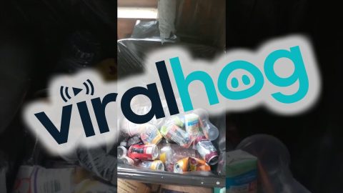 Trash Panda Ball Pit || ViralHog