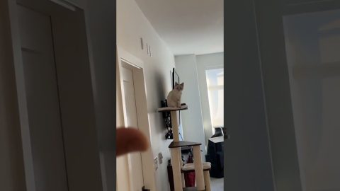 Cat Waves Goodbye || ViralHog