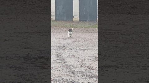 Springer Spaniel Happily Skips || ViralHog