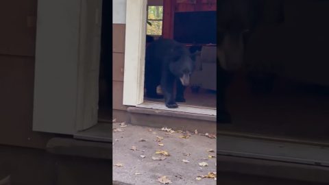 Bear Wanders In Through Open Door || ViralHog
