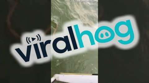 Swimming Snake Startles Fishing Boat || ViralHog