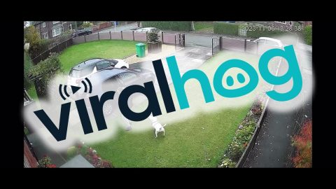 Dog Is Outsmarted By Owner || ViralHog