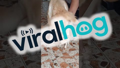 Dog Thinks Kitten Is Her Baby || ViralHog