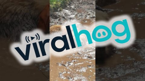 Golden Retriever Rests In Mud Puddle || ViralHog