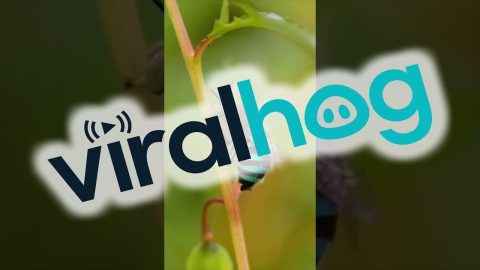 A Beautiful Blue Bee || ViralHog