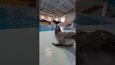 Playful Porpoise Does a Spin || ViralHog