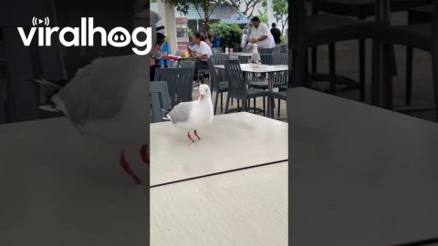 Footless Seagull || ViralHog