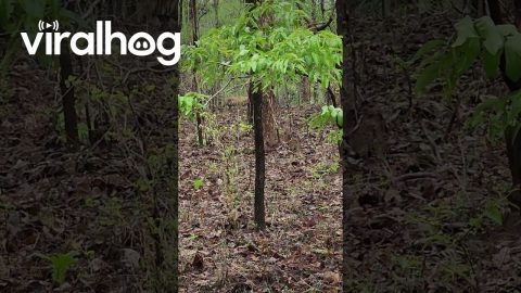 Massive Male Tiger in the Woods Calls for Mate || ViralHog