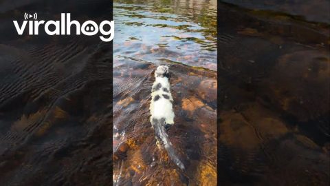 Adorable Cat Swims Across Shallow River || ViralHog