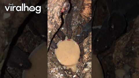 Geckos Share A Meal Together || ViralHog