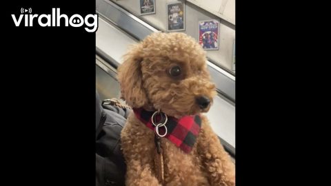 Little Floof Reacts to Escalator Ride || ViralHog