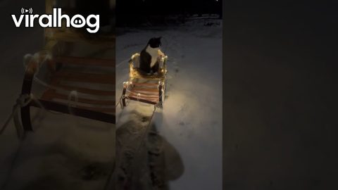 Cat Goes on Twinkling Sleigh Ride || ViralHog
