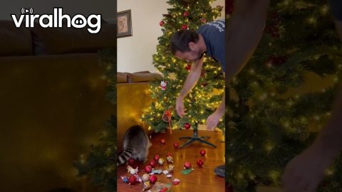 Raccoon Helps Decorate Christmas Tree || ViralHog