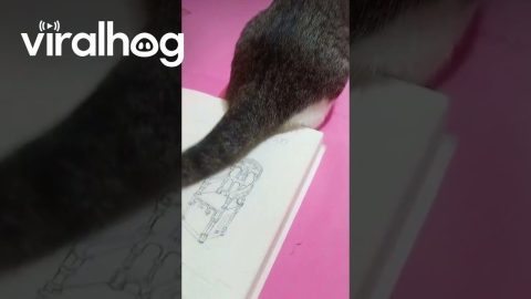 Artist Uses Cat's Tail To Brush Away Eraser Shavings || ViralHog