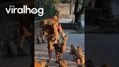 Too Many Hungry Monkey vs One Box of Bananas || ViralHog