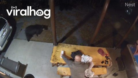Black Bears Pay Guests a Visit at Cabin in Gatlinburg || ViralHog