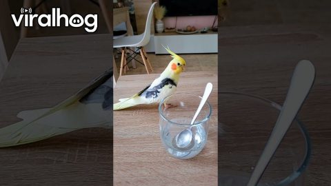Bird Imitates Sounds Of Stirring Spoon || ViralHog