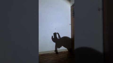 Dancing Shadow Hand Puppet || ViralHog