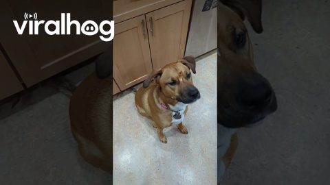 Dog Catches With Wrong Part Of Face || ViralHog