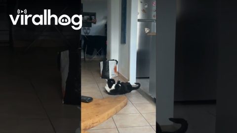 Cat Tries Sit-ups To Get In Shape || ViralHog