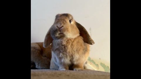 Little Bunny Makes a Big Yawn || ViralHog