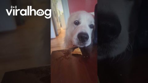 Dog Struggles to Eat a Chip || ViralHog