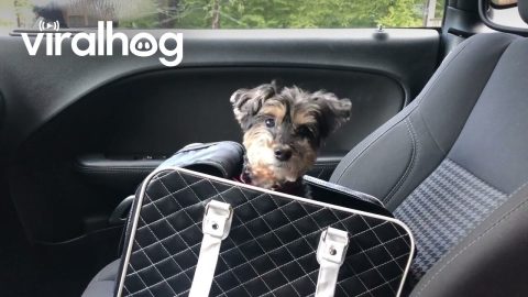 Yorkipoo Smuggled In Comfy Black Bag || ViralHog
