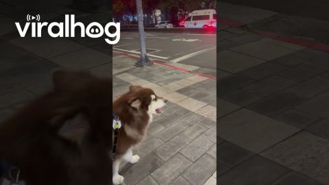 Malamutes Sing Along With Passing Ambulance || ViralHog