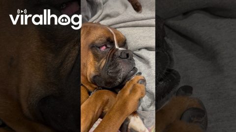Boxer Gets Some Good Honk Shoo Mimimi Sleep || ViralHog