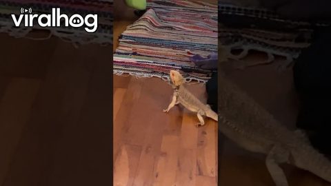 Rave Ready Lizard || ViralHog