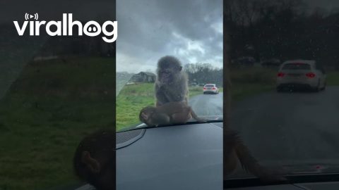 Baby Monkey Climbs on Car at Drive-Thru Safari Park || ViralHog
