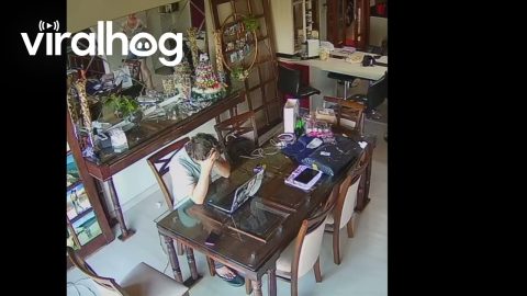 Startled Cat Shatters Glass || ViralHog