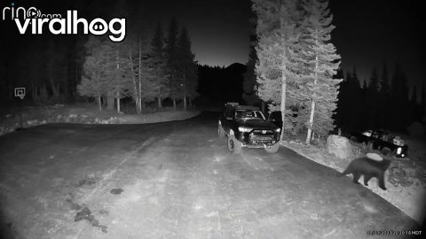 Bear Tries Out An SUV || ViralHog